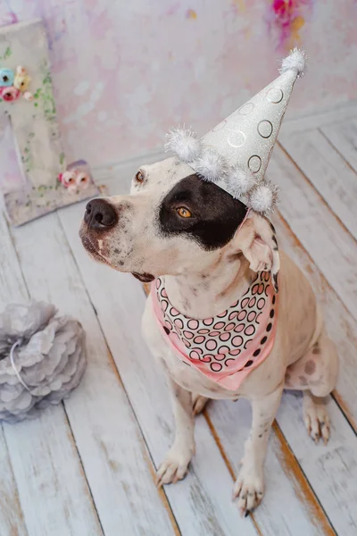 Siyah ve beyaz yerli Pointer boyun etrafında pembe saden eşarp ile şenlikli kap pembe arka plan üzerinde Dalmaçyalı köpek ile karışık. Bir numaralı büyük figür arkada duruyor. Kutluyor köpekler ilk doğum günü