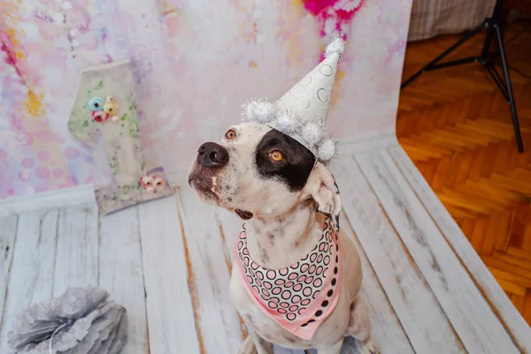 Черно Белый Домашний Указка Смешивается Далматинской Собакой Розовом Фоне Праздничной — стоковое фото