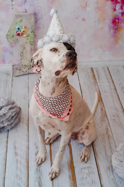 Siyah ve beyaz yerli Pointer boyun etrafında pembe saden eşarp ile şenlikli kap pembe arka plan üzerinde Dalmaçyalı köpek ile karışık. Bir numaralı büyük figür arkada duruyor. Kutluyor köpekler ilk doğum günü