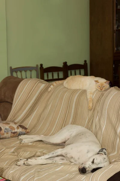 dog and cat sleeping at home on couch