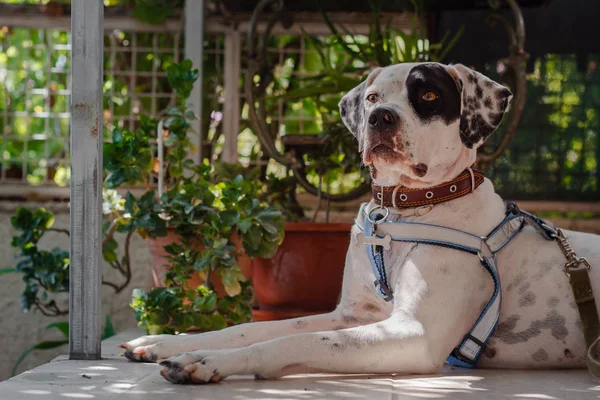 koşum ve yaka giyen köpek açık yatıyor