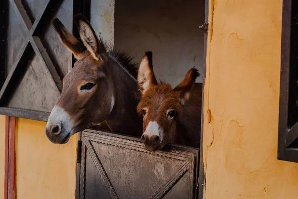 Funny curious donkey baby and mother donkey in the stable — Stock Photo, Image