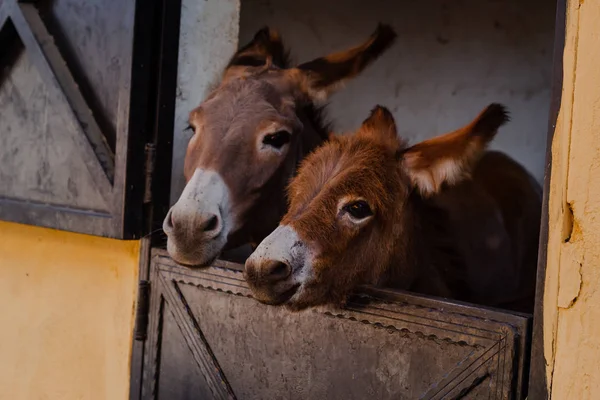 Funny curious donkey baby and mother donkey in the stable