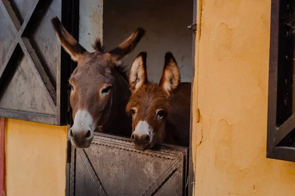 Funny curious donkey baby and mother donkey in the stable