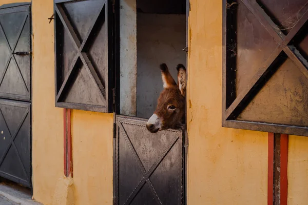 Engraçado curioso burro bebê no estábulo — Fotografia de Stock