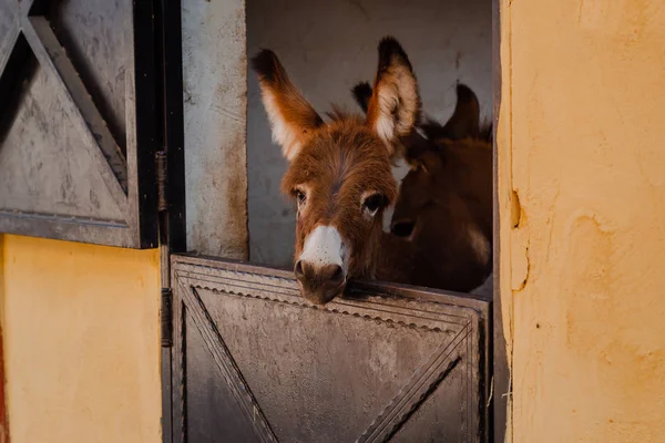 Funny curious donkey baby in the stable