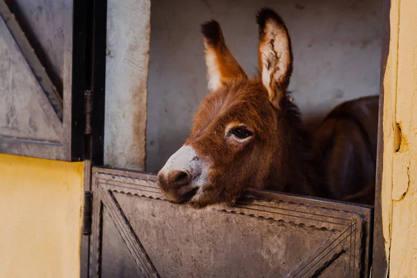 Funny curious donkey baby in the stable