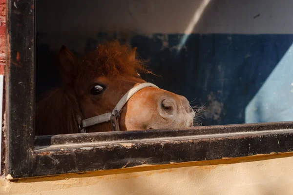 Komik meraklı midilli ahır burnunu çekti