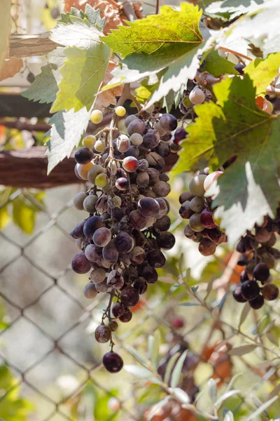 Vitigno con uva — Foto Stock