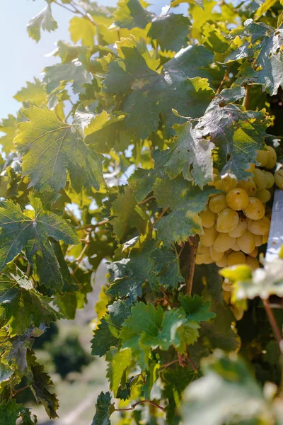 Grapevine med gröna druvor — Stockfoto