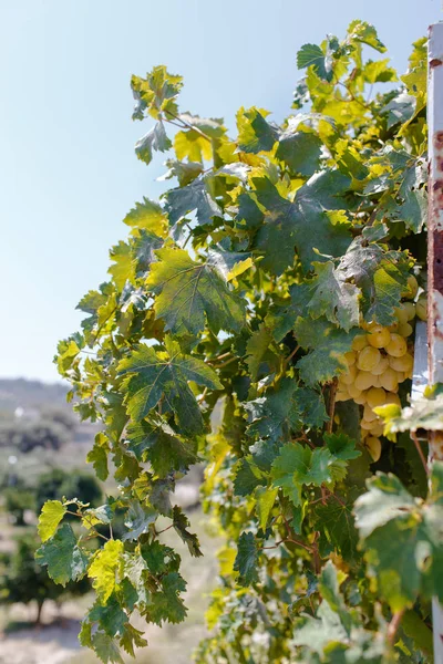 Videira com uvas verdes — Fotografia de Stock