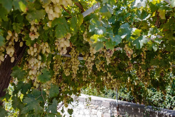 Grapevine med gröna druvor — Stockfoto