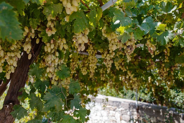 Grapevine met groene druiven — Stockfoto