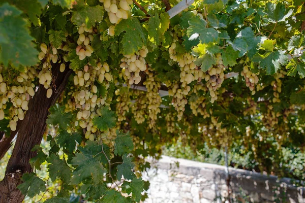 Viña con uvas verdes — Foto de Stock