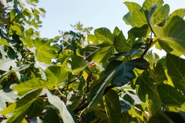 Ağaç dalı üzerinde olgun açık incir