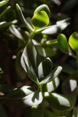 Sulu sokakta büyüyor