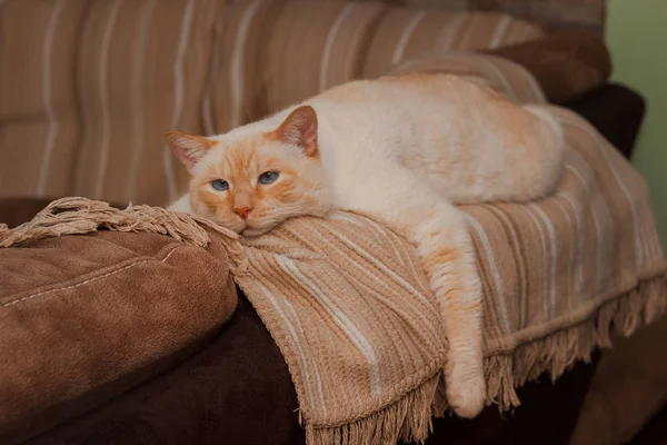 泰国白色与红色标记蓝眼睛猫躺在家里的沙发上 — 图库照片