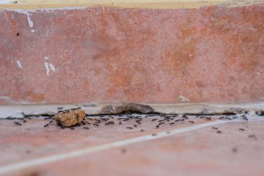 Kiremit üzerinde Karıncalar