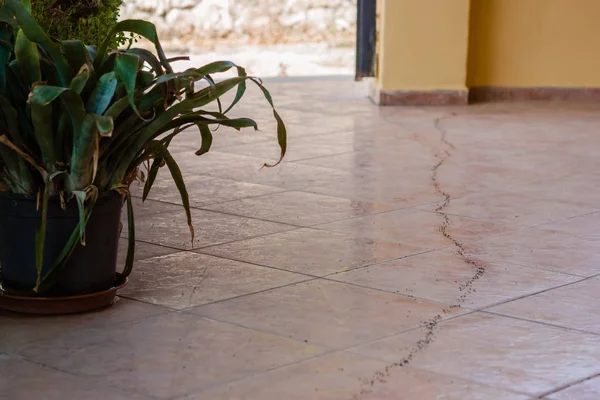 Kiremit üzerinde Karıncalar