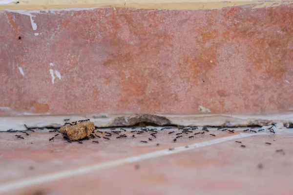 Kiremit üzerinde Karıncalar