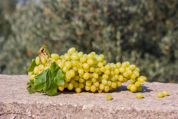 Um bando de uvas verdes sob a luz do sol — Fotografia de Stock