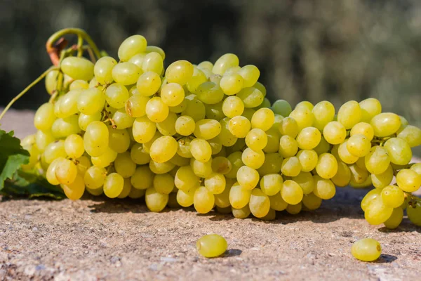 Bunch of green grapes under sunlight — Stock Photo, Image