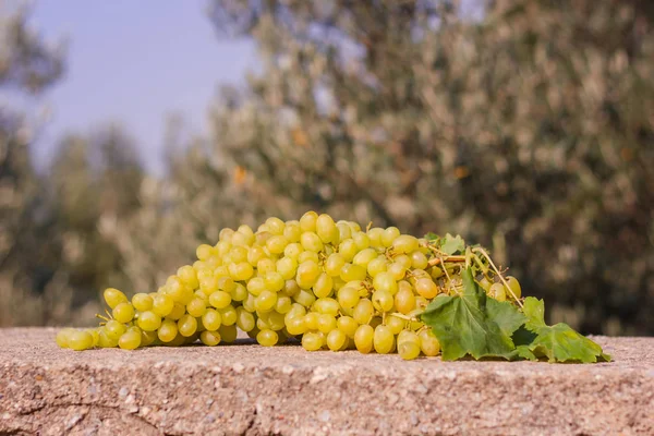 Gäng gröna druvor under solljus — Stockfoto