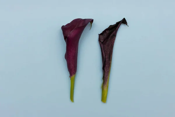 Renkli arka planda iki zambak