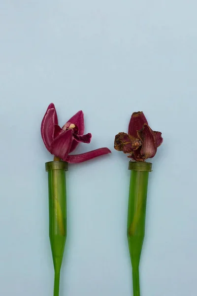 Két orchidea virágos lombikban. — Stock Fotó