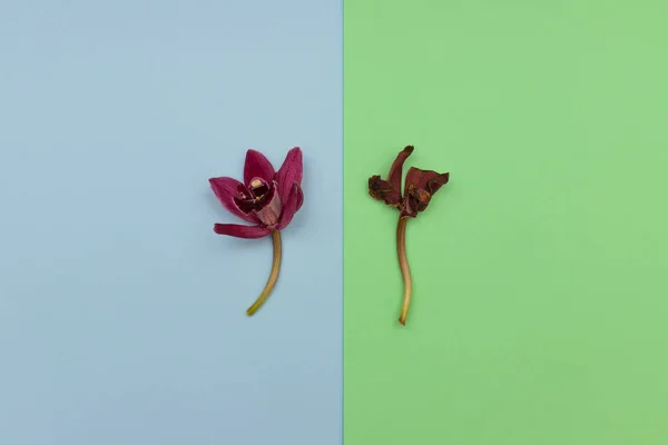 Két orchidea színes háttéren — Stock Fotó