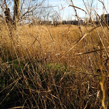 Altın Sonbahar Sonbaharı. Kahverengi Parlak Orman. Yeşil Sonbahar Bahçesi. Altın Doğal Manzara. Orman Arkaplanı. Turuncu Idyllic Manzarası. Sonbahar Sunumu. Soyut Topraklar.