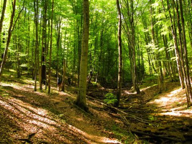 Kahverengi Sonbahar Ortamı. Mavi Parlak Orman. Altın Sonbahar Panoraması. Turuncu Orman Manzarası. Orman Arkaplanı. Altın İnanılmaz Sis. Sonbahar Resmi. Soyut Desen.