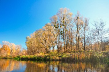 Şelale Fotoğrafçılığı. Sarı Sonbahar Manzarası. Altın Sonbahar Şelalesi. Yeşil Parlak Orman. Altın Doğal Orman. Sonbahar Vahşi Doğası. Renkli Doğa. Soyut Sunum.