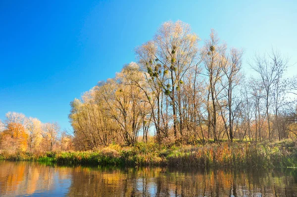 Vattenfall Fotografi Gult Höstlandskap Guld Höstvattenfall Gröna Ljusa Skogen Gyllene — Stockfoto