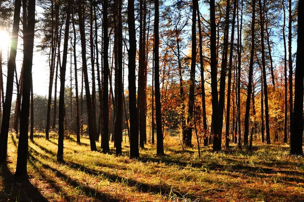 Barna Őszi Flora Narancs Fényes Erdő Sárga Őszi Zászló Arany — Stock Fotó