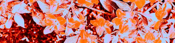 Rode Botanische Print Zwarte Woud Plons Blauwe Elegantie Banner Roze — Stockfoto
