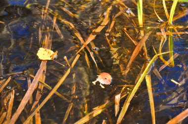 Misty Fall. Blue Autumn Wilderness 'da. Yeşil Günışığı Şelalesi. Altın Parlak Orman. Turuncu Tropik Manzara. Sonbahar Bayrağı. Taze fotoğrafçılık. Soyut Arkaplan.