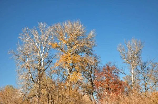 Oranje Herfstplant Blauwe Oktober Achtergrond Bruine Herfst Flora Groen Natuurbos — Stockfoto