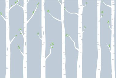 Yeşil yapraklı huş ağaçları.