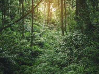 Tropikal orman yeşil orman ağaç dalları doğa arka plan 