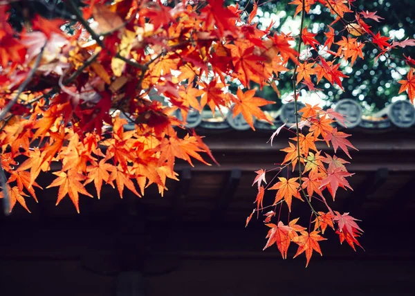 Klon Czerwony Drzewo Liście Jesienią Świątyni Japonii Sezon Tło — Zdjęcie stockowe