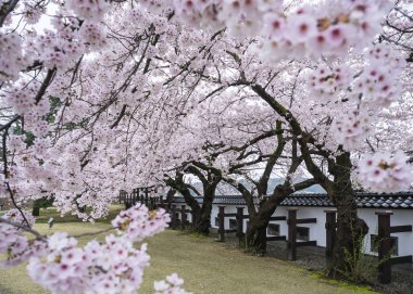 Sakura ağacı Cherry blossom bahar mevsimi doğa Japonya