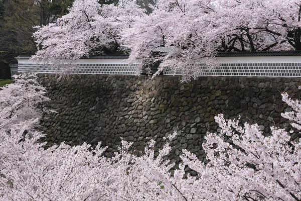 Sakura flower tree branch Cheery blossom tree with castle wall Japan Landscape