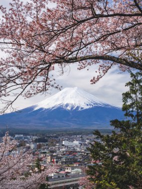 Dağ Fuji Sakura ağacı kiraz çiçeği Japonya bahar mevsimi