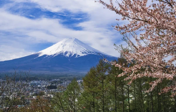 Hegyi Fuji Sakura fát cseresznyevirág tavaszi szezon japán tou — Stock Fotó