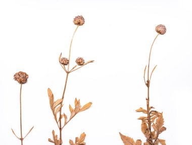 Beyaz arka plan Üzerinde Kurutulmuş Bitki Doğa bilimi 