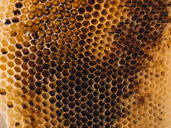 Colmena Honeycomb Naturaleza Texturizado de cerca —  Fotos de Stock
