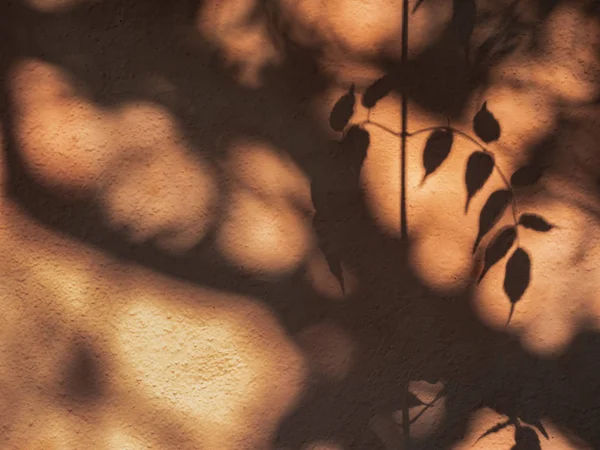 Дерево оставляет тень силуэта на стене Природа абстрактный фон — стоковое фото