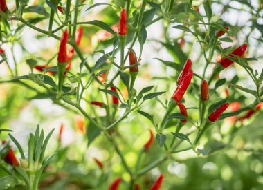 Kırmızı biber ağacı. Ev yapımı organik sebze. 