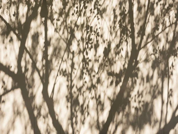 Дерево ветви тень на стене Природа Абстрактный фон — стоковое фото
